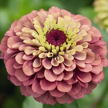 Queen Red Lime Zinnia flowers blooming with rich red and soft lime-green tones.