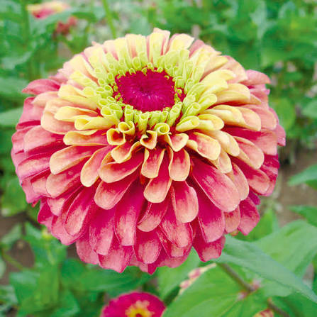 Queen Red Lime Zinnia plants adding vibrant color to a sunny garden bed.