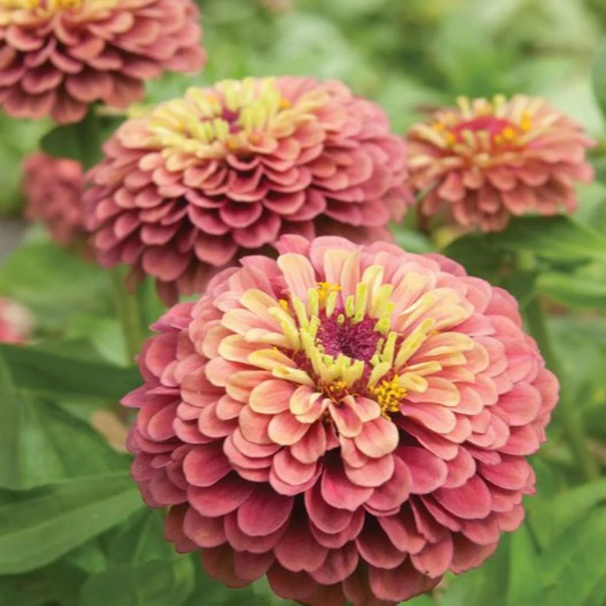 Queen Red Lime Zinnia Flower Seeds for Garden Beds, Borders & Containers