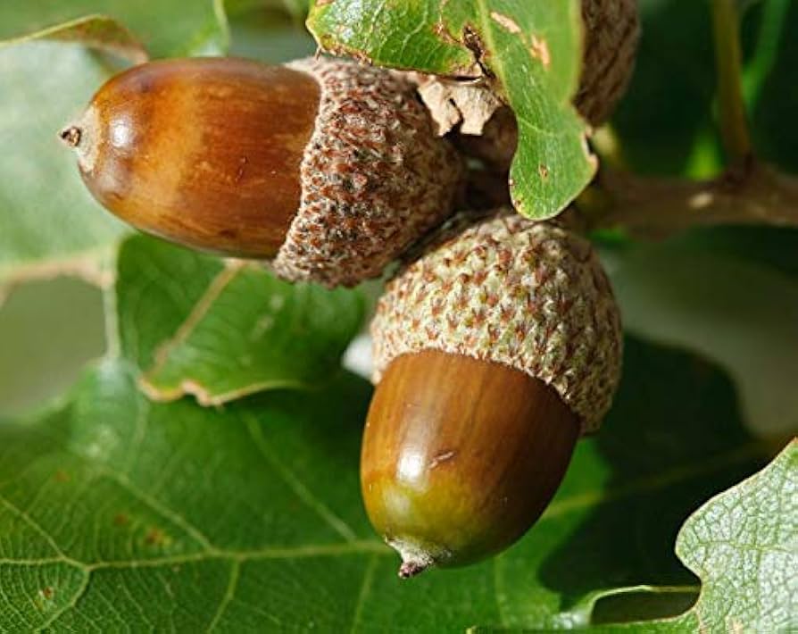 Quercus alba tree seeds suitable for landscape, park, and woodland planting