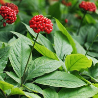 Shade-loving American Ginseng thriving in a natural woodland landscape.