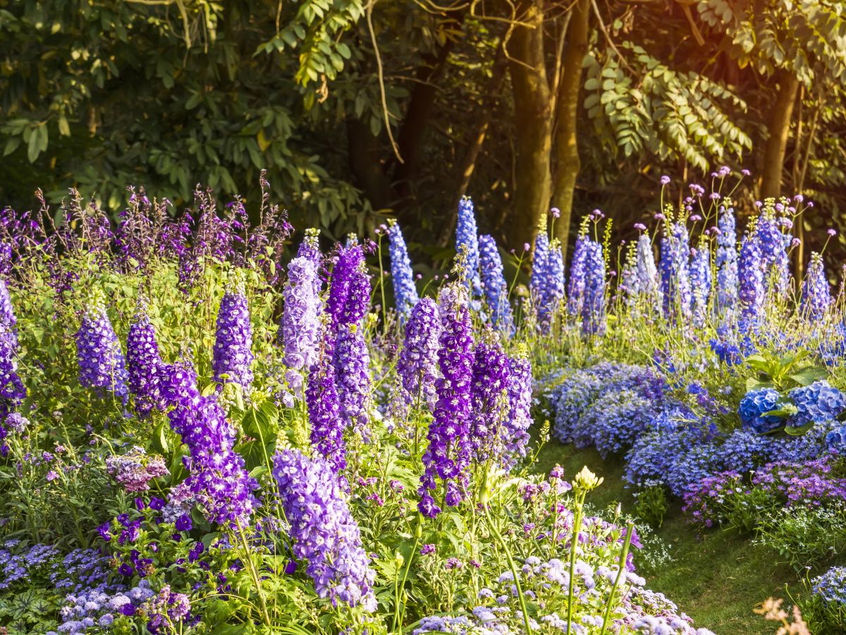 Delphinium Seeds Beautiful Flower Plant for Planting Home Garden Border