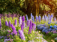 Delphinium Seeds Beautiful Flower Plant for Planting Home Garden Border