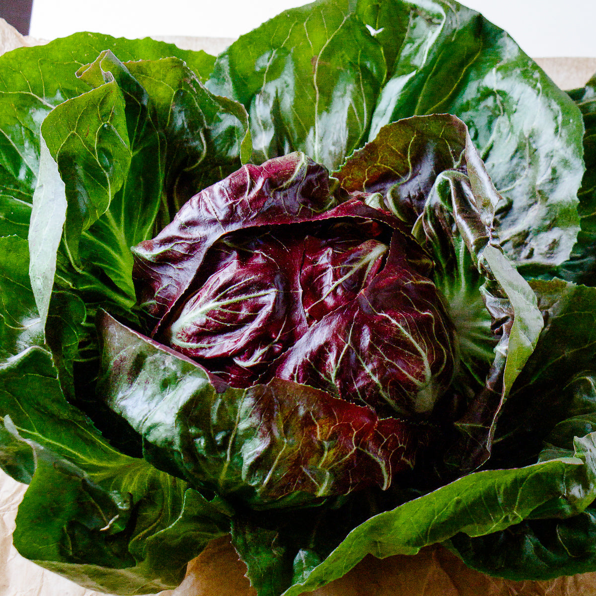 Radicchio and endive mixed leafy greens growing in a garden