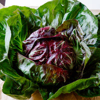 Radicchio and endive mixed leafy greens growing in a garden