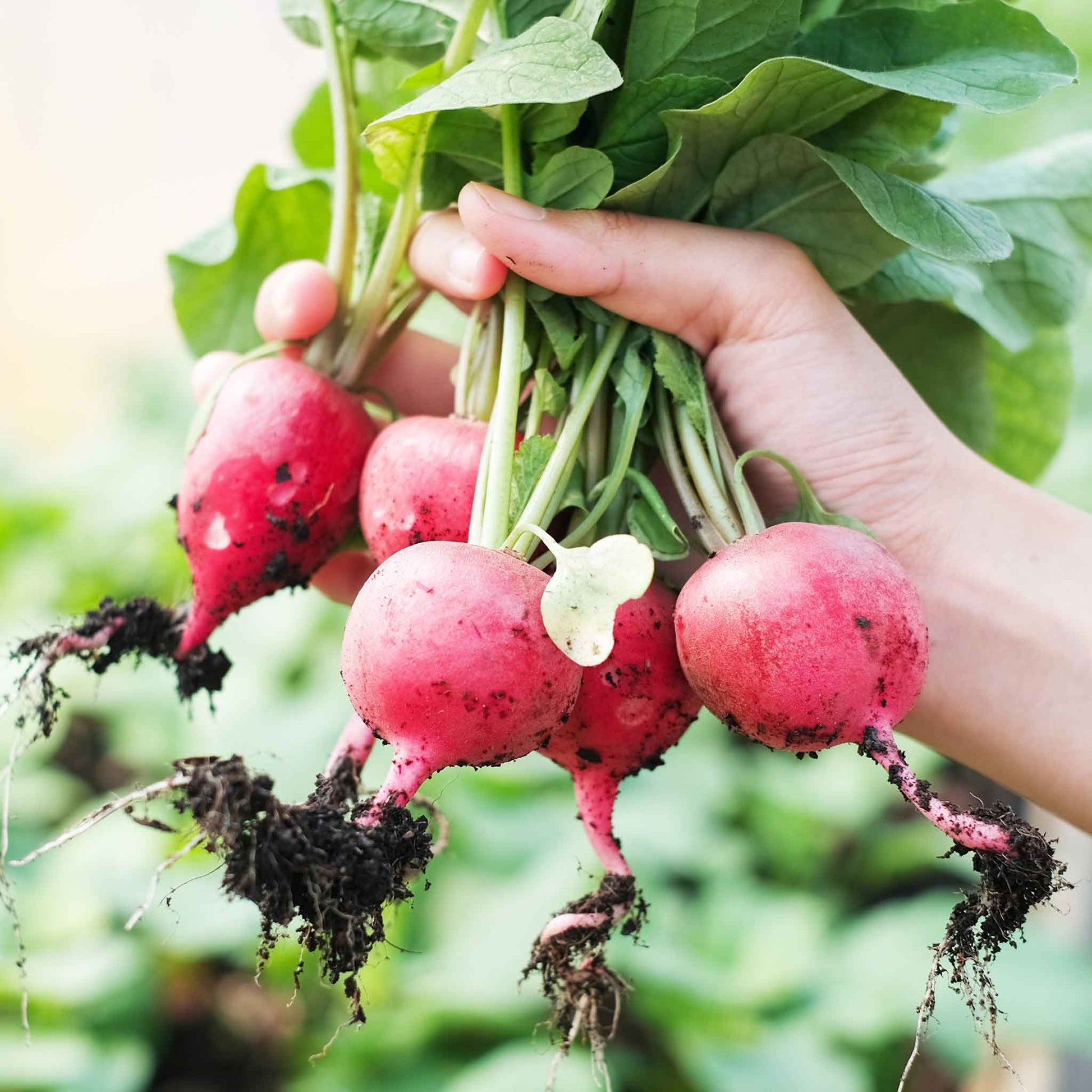 German Giant Radish Seeds Heirloom Vegetable for Home Garden Planting