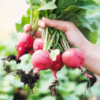 German Giant Radish Seeds Heirloom Vegetable for Home Garden Planting