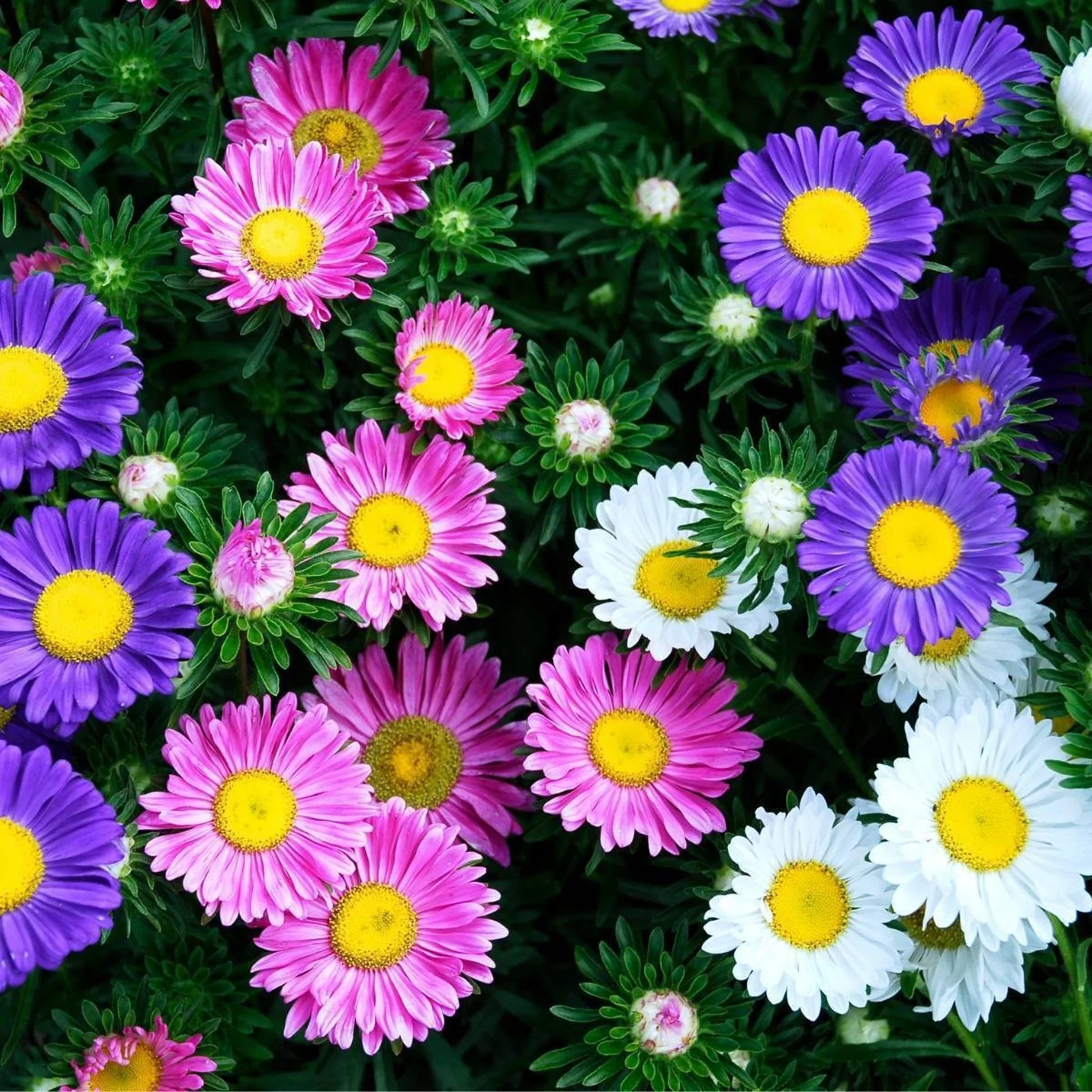 Rainbow Aster flower seeds for colorful garden planting