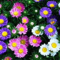 Rainbow Aster flower seeds for colorful garden planting