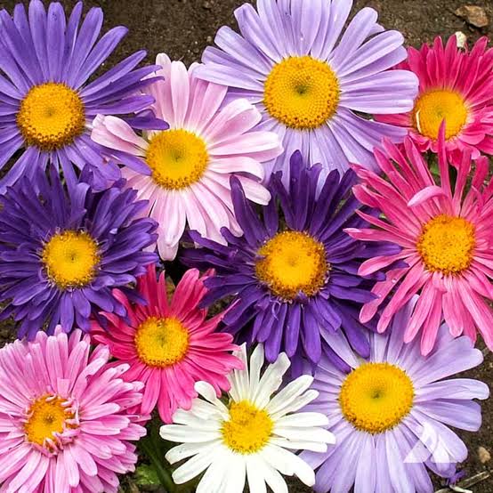 Mixed color Rainbow Aster flowers in bloom