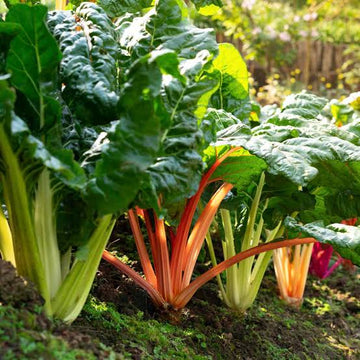 Rainbow Chard seeds for planting with colorful leafy vegetable stems.