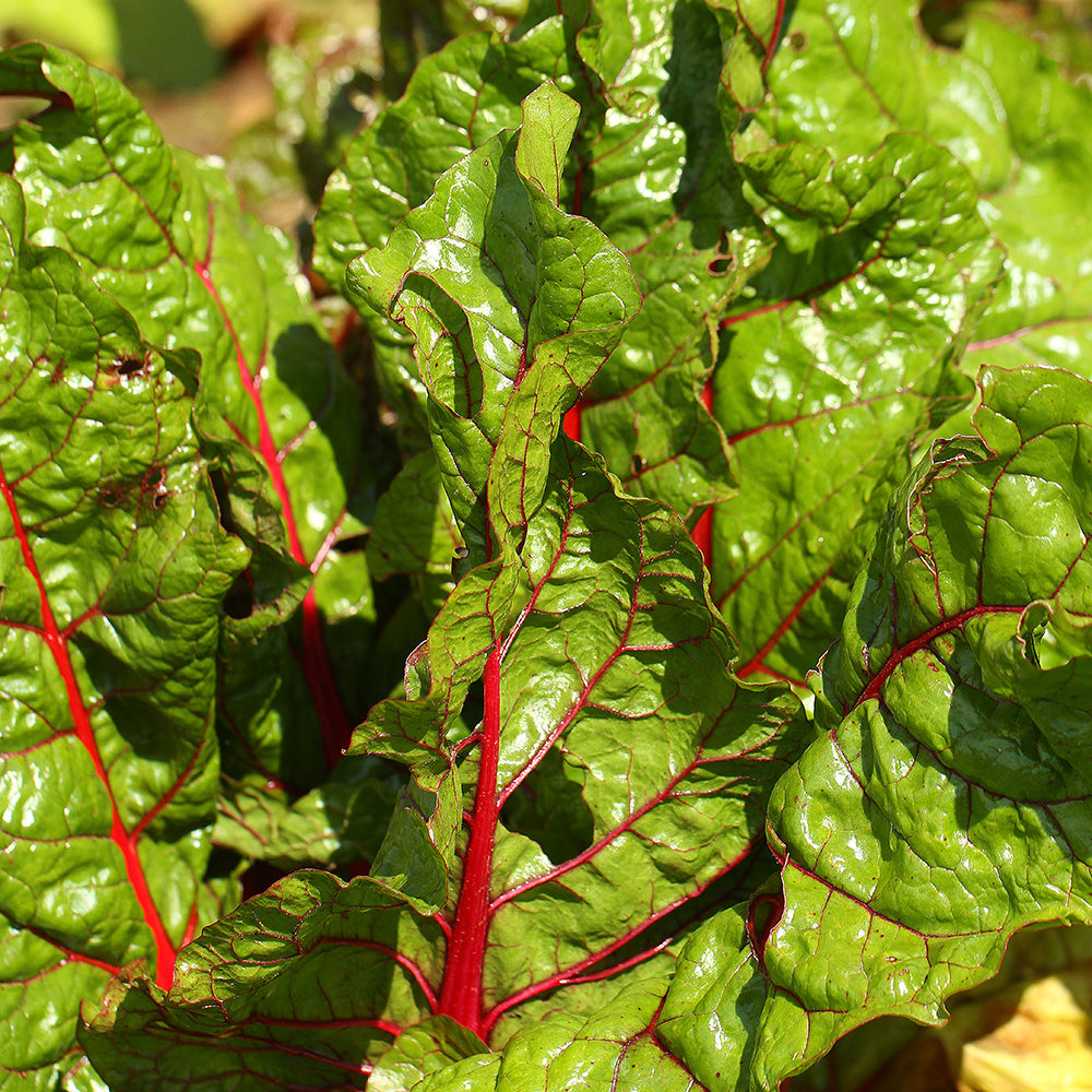 Red Swiss chard plug plants ready for garden planting