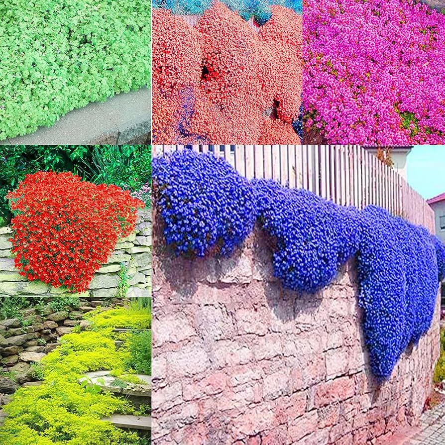 Rainbow Creeping Thyme and Mixed Rock Cress seeds for garden planting