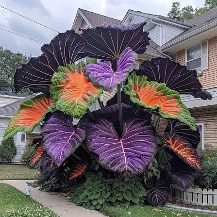 Rainbow Elephant Ear plant for garden beds, patios, and outdoor planters.