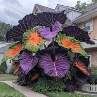 Rainbow Elephant Ear plant for garden beds, patios, and outdoor planters.
