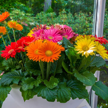 Rainbow Gerbera flower seeds for planting in home gardens and containers.
