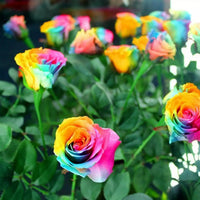 Rainbow Rose flower seeds for planting in home gardens and containers.