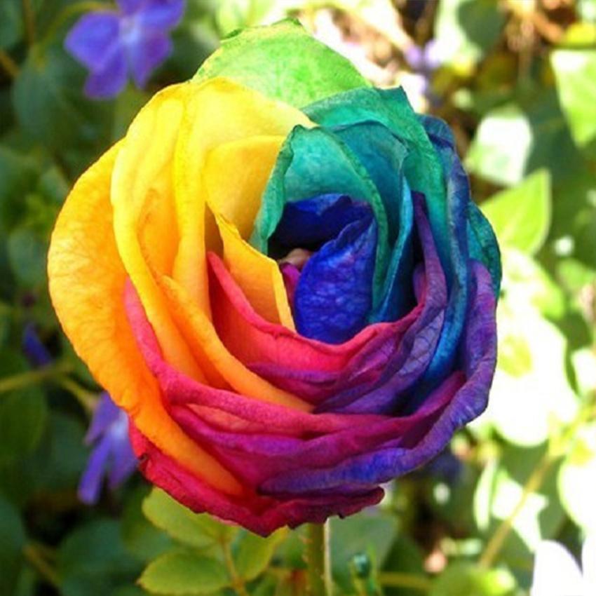 Rainbow rose flower seeds for planting with colorful blooms in a home garden.