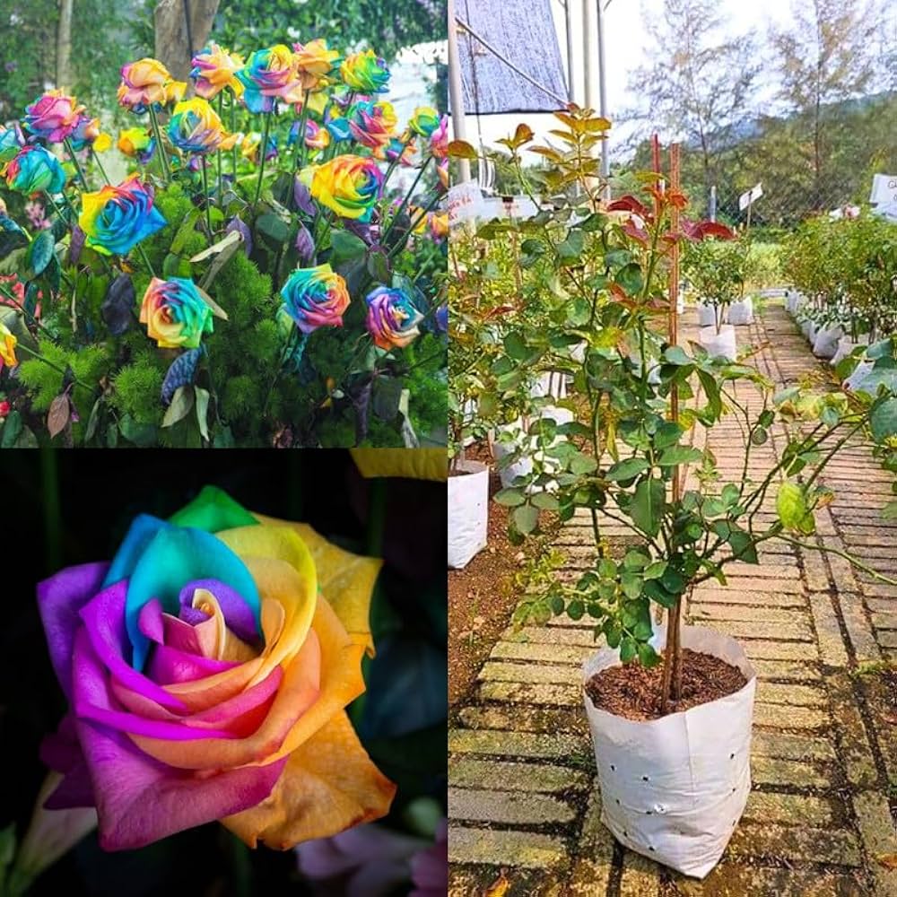 Multi-color rainbow rose flowers growing in a decorative garden landscape.