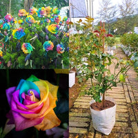 Multi-color rainbow rose flowers growing in a decorative garden landscape.