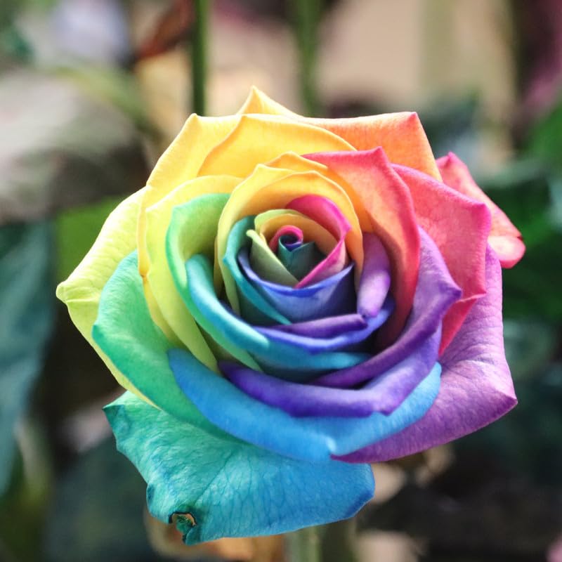 Colorful Rainbow Rose flowers blooming in a sunny garden landscape.