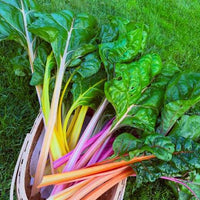 Rainbow Swiss Chard seeds for home vegetable garden planting