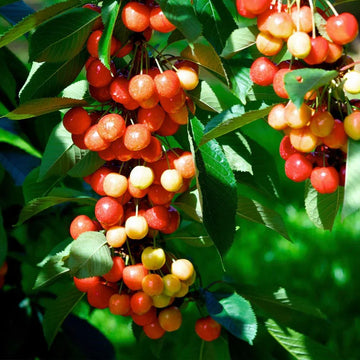 Rainier Sweet Cherry tree seeds for planting in home gardens