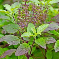 Rama Tulsi seeds for growing aromatic herbs in home gardens and balconies.