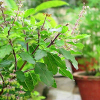 Rama Tulsi Holy Basil seeds for planting in home and kitchen gardens.