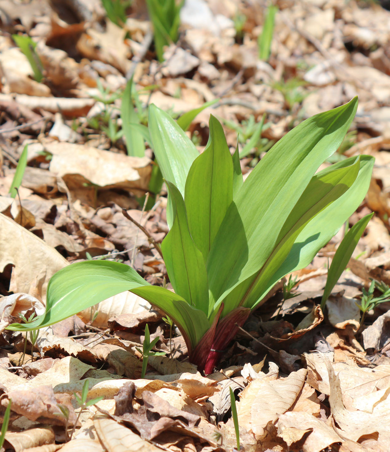 Allium tricoccum var. burdickii narrow leaf perennial herb seeds.