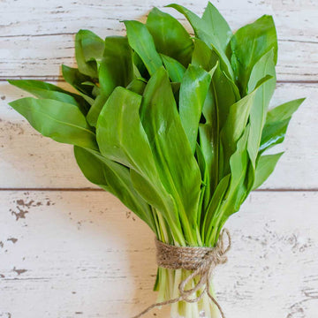 Ramsons plants with broad green leaves growing in a home garden.