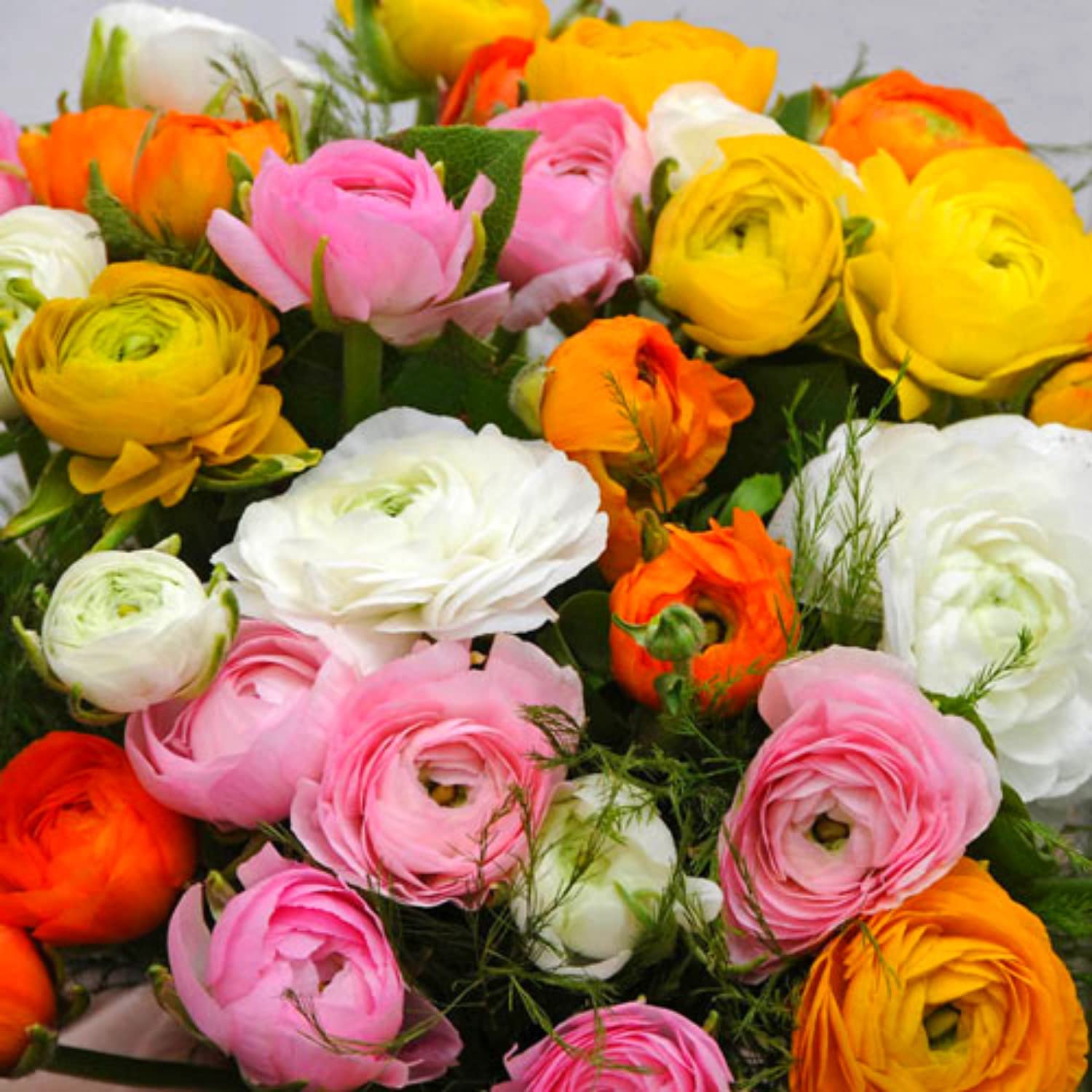 Ranunculus Rainbow Mix flowers for colorful garden displays and cutting