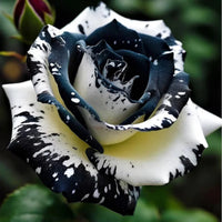 Rare black and white rose flower seeds for home garden planting