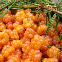 Rare cloudberry plants growing in a healthy outdoor garden.