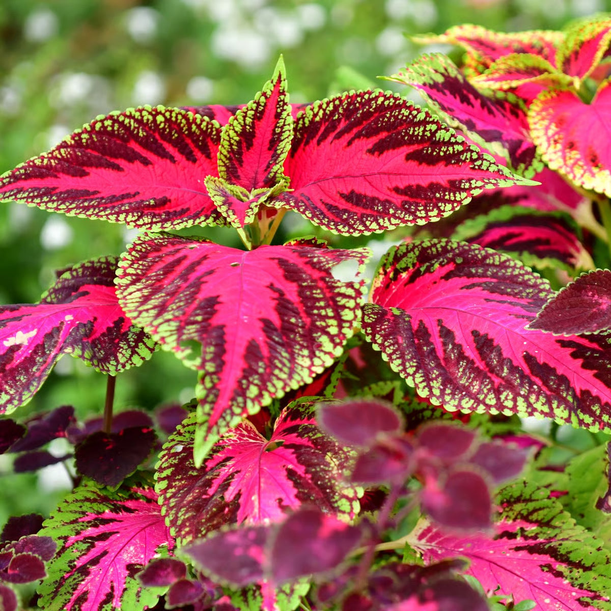 Rare Coleus seeds for planting in home gardens and containers.