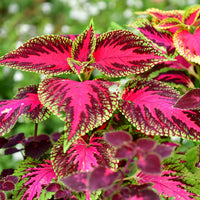Rare Coleus seeds for planting in home gardens and containers.