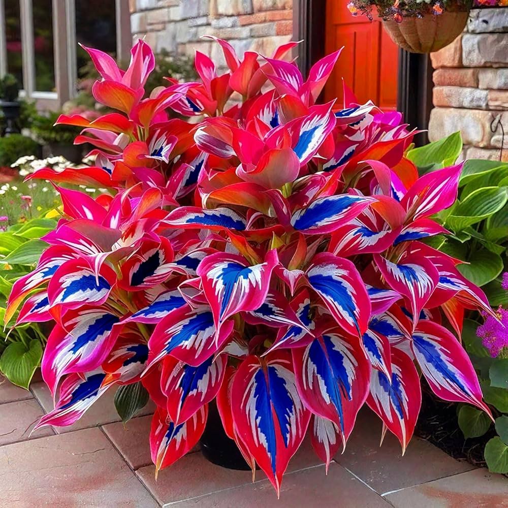 Rare Mixed Hosta plant seeds for planting in shade gardens.