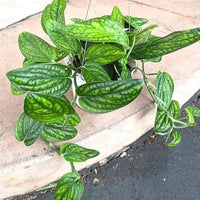 Rare Monstera Peru foliage plant with richly textured green leaves for indoor and outdoor spaces.