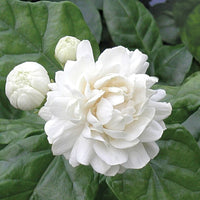 Rare Scented Jasmine Flower Seeds for Planting