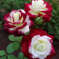 Rare Twin Red and White Rose seeds for planting in outdoor gardens.