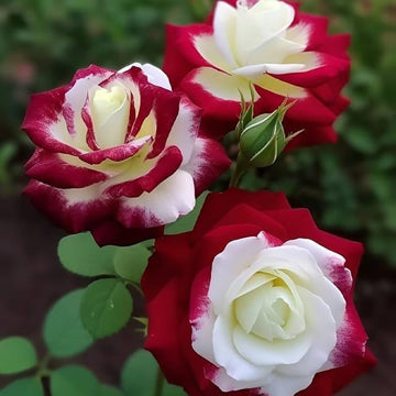 Rare Twin Red and White Rose seeds for planting in outdoor gardens.