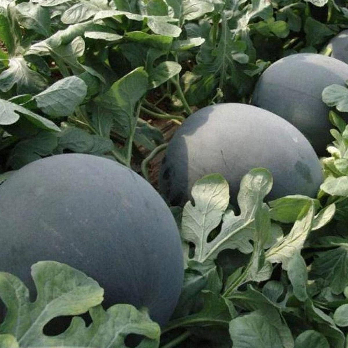Rare heirloom watermelon plants thriving in a home vegetable garden.