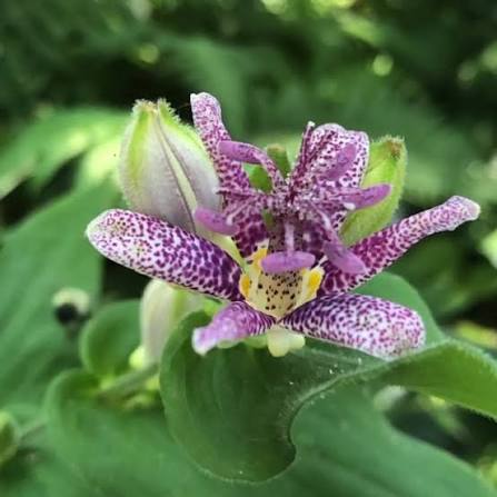 Raspberry Mousse Toad Lily flowers blooming in a woodland garden.