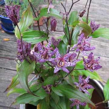 Raspberry Mousse Toad Lily roots for shade garden planting.