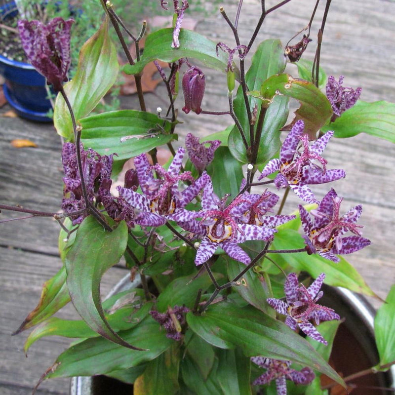 Raspberry Mousse Toad Lily roots for shade garden planting.
