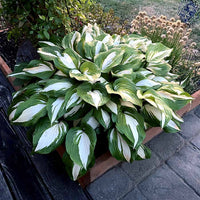 Raspberry Sundae Hosta with variegated ornamental foliage.