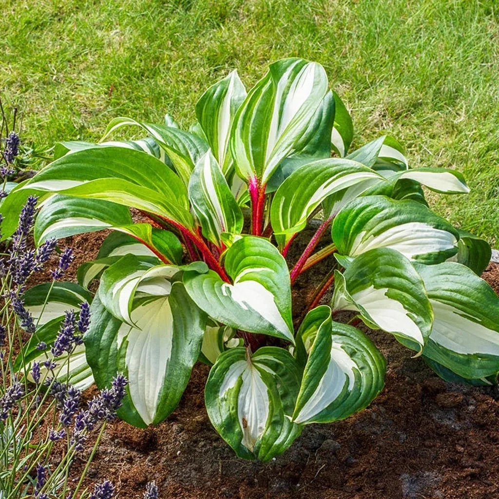 Raspberry Sundae Hosta roots for shade garden planting.