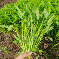 Rau Muong Green Leaf Vegetable Seeds for Planting