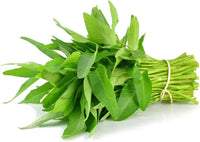 Rau Muong Water Spinach Growing in Garden