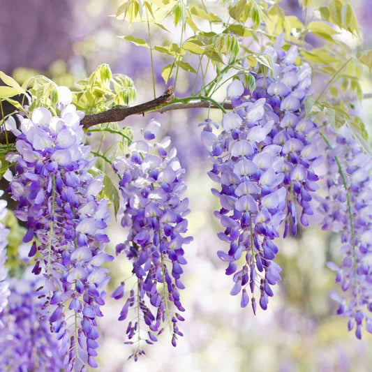 Violet Wisteria Flower seeds for Planting - Vibrant Colors, Heirloom & GMO Free Seeds for Home Garden